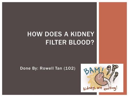 How does a kidney filter blood?