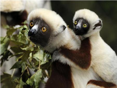 SIFAKAS A Sifakas’ behavior The Sifakas’ Family Family ranges from 3-10 members Females have dominance within the group Females have primary access to.