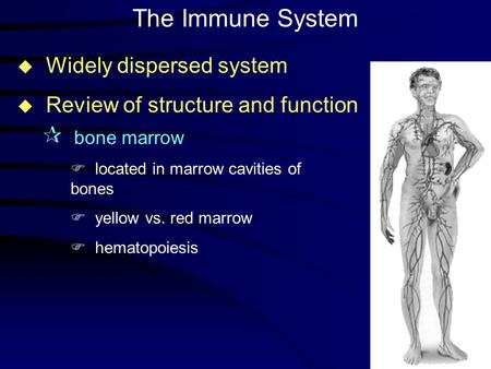 The Immune System u Widely dispersed system u Review of structure and function F located in marrow cavities of bones F yellow vs. red marrow F hematopoiesis.