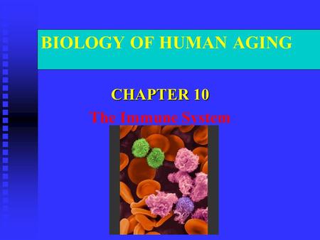 BIOLOGY OF HUMAN AGING CHAPTER 10 The Immune System.