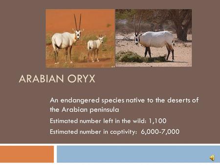 ARABIAN ORYX An endangered species native to the deserts of the Arabian peninsula Estimated number left in the wild: 1,100 Estimated number in captivity: