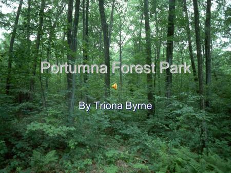 Portumna Forest Park By Triona Byrne BackgroundBackground Tree Species Wildlife CastleTree SpeciesWildlife Castle Main menu Click on a title below QUIZ.