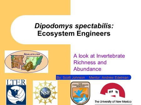 Dipodomys spectabilis: Ecosystem Engineers A look at Invertebrate Richness and Abundance By: Scott Johnson Mentor: Andrew Edelman.