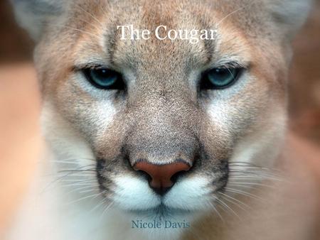 The Cougar Nicole Davis. C OUGAR F ACTS Run up to forty-three miles per hour. Jump twenty feet from a standing position, and leap sixteen feet vertically.