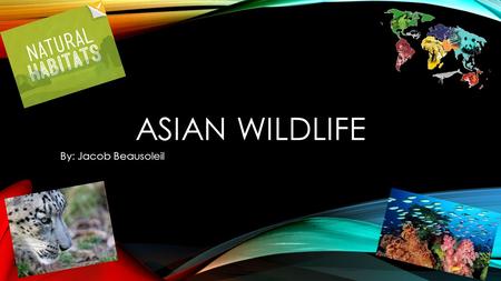 ASIAN WILDLIFE By: Jacob Beausoleil. GEOGRAPHY Within Asia there are 3 major geographical areas. There are vast snowcapped mountain ranges, low wet line.