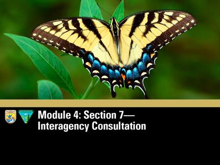 Module 4 Section 7 Interagency Cooperation. The Subtitle of Section 7: Federal Agency Actions and Consultations Credit: istockphoto.com.