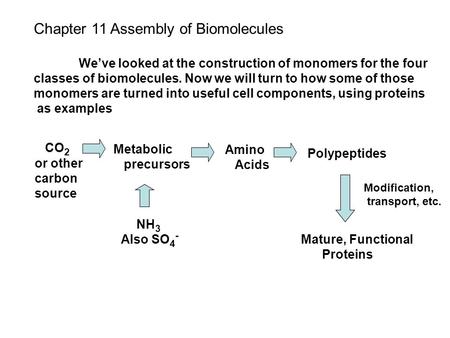 Chapter 11 Assembly of Biomolecules We’ve looked at the construction of monomers for the four classes of biomolecules. Now we will turn to how some of.