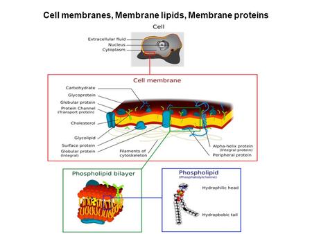 Cell membranes, Membrane lipids, Membrane proteins.