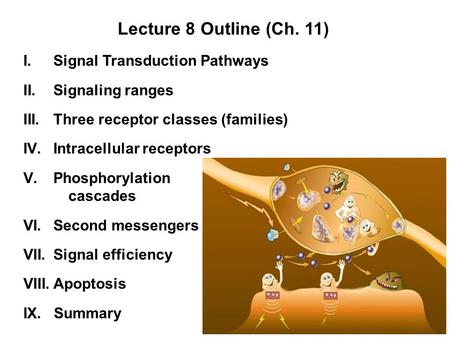 I.Signal Transduction Pathways II.Signaling ranges III.Three receptor classes (families) IV.Intracellular receptors V.Phosphorylation cascades VI.Second.