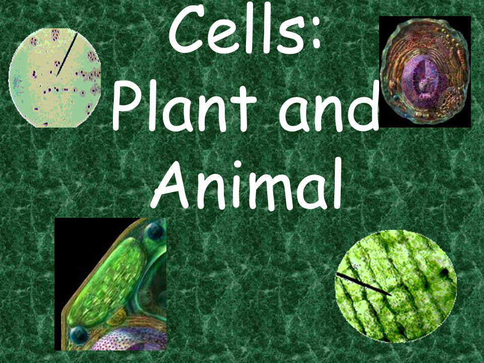 Cells: Plant and Animal - ppt video online download