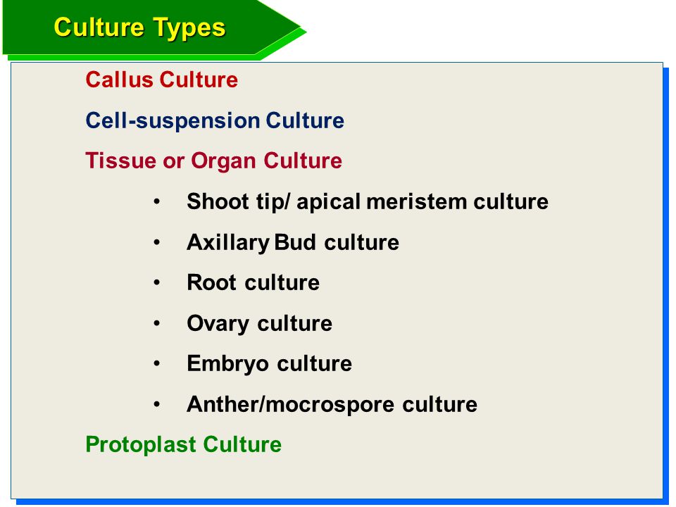 Culture Types Cell-suspension Culture Tissue or Organ Culture - ppt video  online download