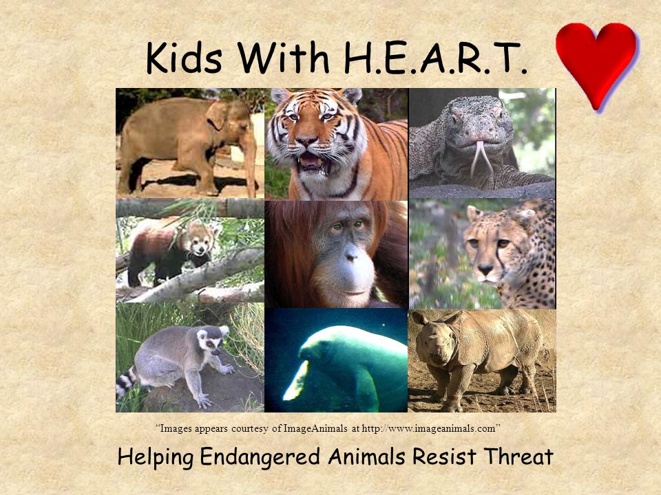Kids With .. Helping Endangered Animals Resist Threat - ppt video  online download