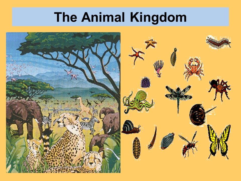 The Animal Kingdom. - ppt video online download