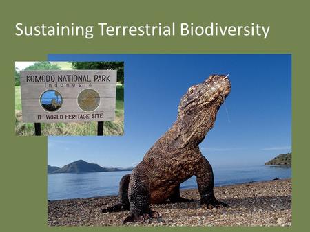 Sustaining Terrestrial Biodiversity. Biodiversity in Indonesia 18,000+ islands 6,000 inhabited Land being cleared by illegal logging and conversion to.
