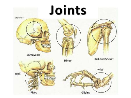 Joints.