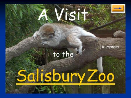 to the Salisbury Zoo A Visit Titi Monkey American Alligator.