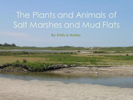 The Plants and Animals of Salt Marshes and Mud Flats By: Emily & Marley.