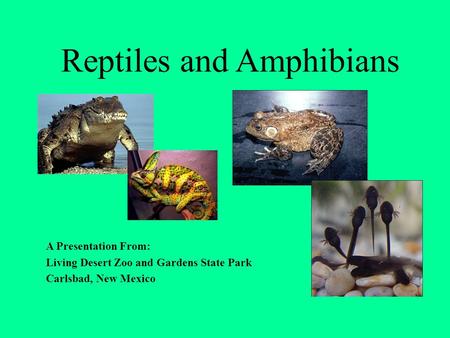 Reptiles and Amphibians A Presentation From: Living Desert Zoo and Gardens State Park Carlsbad, New Mexico.