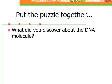 Put the puzzle together… What did you discover about the DNA molecule?