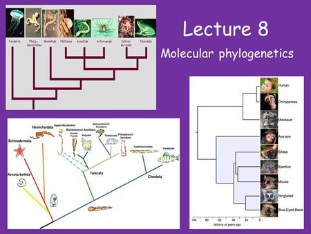 Molecular phylogenetics