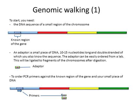 Genomic walking (1) To start, you need: -the DNA sequence of a small region of the chromosome -An adaptor: a small piece of DNA, 10-15 nucleotides long.