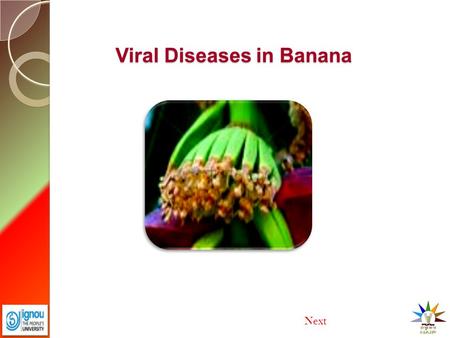 Viral Diseases in Banana Next. Major Viral Diseases in Banana  Kootaivazhai in Poovan  Bract Mosaic  Bunchy Top  Streak Next Previous End.