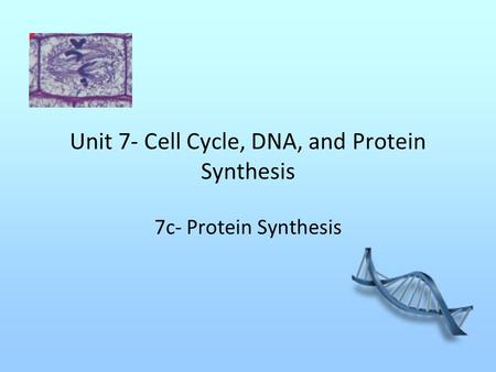 Unit 7- Cell Cycle, DNA, and Protein Synthesis