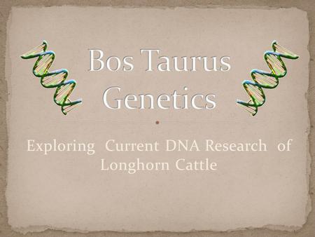 Exploring Current DNA Research of Longhorn Cattle.
