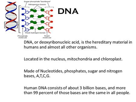 DNA DNA, or deoxyribonucleic acid, is the hereditary material in humans and almost all other organisms. Located in the nucleus, mitochondria and chloroplast.