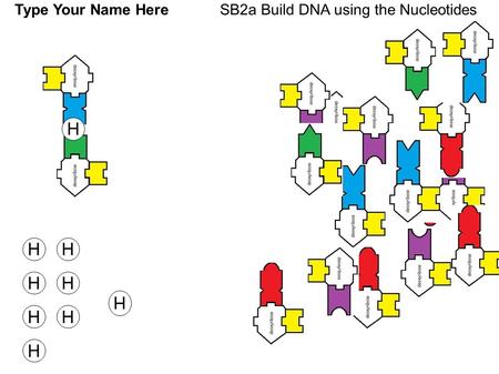 SB2a Build DNA using the Nucleotides HH HH H HH H H Type Your Name Here.