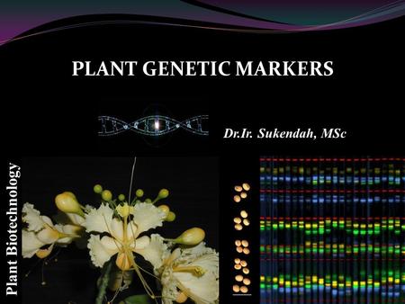PLANT GENETIC MARKERS Plant Biotechnology Dr.Ir. Sukendah, MSc.