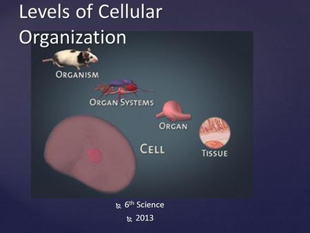  6 th Science  2013 Levels of Cellular Organization.