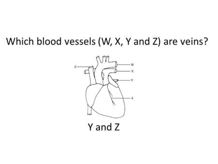 Which blood vessels (W, X, Y and Z) are veins? Y and Z.