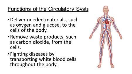Functions of the Circulatory System