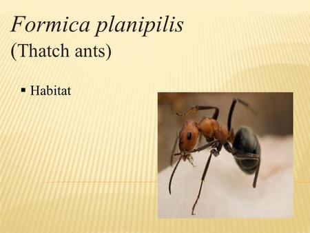 Formica planipilis ( Thatch ants)  Habitat.  Queen Ant  Male Ants  Colony life cycle  Workers.