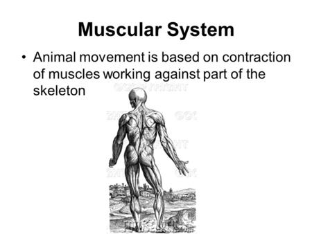 Muscular System Animal movement is based on contraction of muscles working against part of the skeleton.