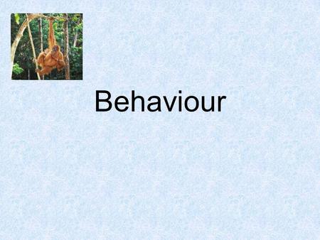 Behaviour. Mon 8th March. COPY:BAT: Explain that animals inherit certain patterns of behaviour from their parents known as instinctive behaviour Starter: