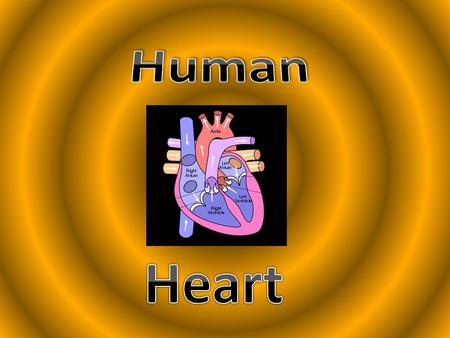 What is the HEART? Pear shaped structure About the size of a fist. The heart is a MUSCULAR ORGAN Found in all ANIMALS and HUMANS Pumps BLOOD throughout.