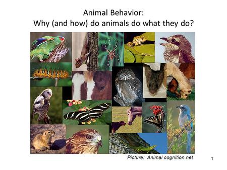 1 Animal Behavior: Why (and how) do animals do what they do? Picture: Animal cognition.net.