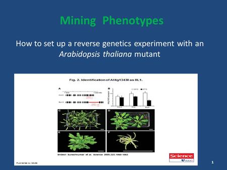 How to set up a reverse genetics experiment with an Arabidopsis thaliana mutant Mining Phenotypes 1.