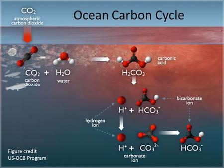 Ocean Carbon Cycle Figure credit US-OCB Program.