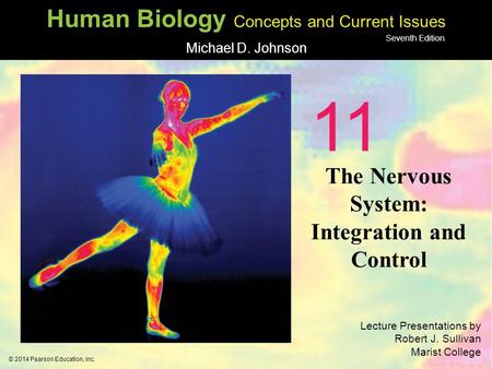 The Nervous System: Integration and Control