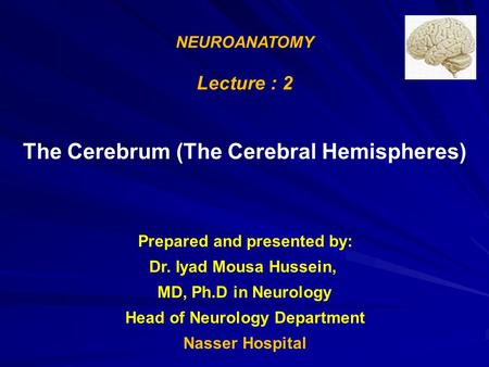 The Cerebrum (The Cerebral Hemispheres)