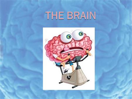 Today’s Goal  You will be able to… Today’s Goal  You will be able to…  Describe the functions of the brain structures.