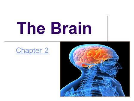 The Brain Chapter 2.