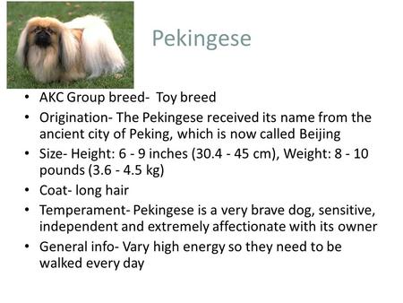 Pekingese AKC Group breed- Toy breed