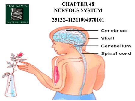 CHAPTER 48 NERVOUS SYSTEM 25122411311004070101. A Simple Nerve Circuit – the Reflex Arc - Sensory neuron - bings info from sense organs/receptors to spinal.