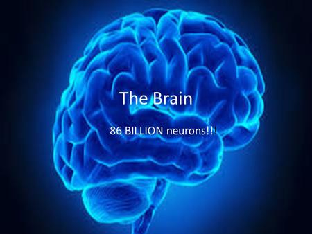 The Brain 86 BILLION neurons!!!. Particular regions have particular function.