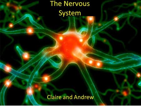The Nervous System Claire and Andrew. Major organs.................................pg1&2 Connection to other systems........pg3&4 Levels of organization........................pg5.