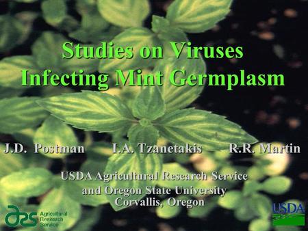 Studies on Viruses Infecting Mint Germplasm J.D. Postman I.A. Tzanetakis R.R. Martin USDA Agricultural Research Service and Oregon State University Corvallis,